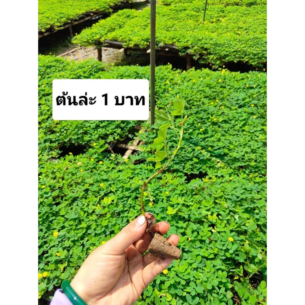 ต้นกล้า ถั่วบราซิล มีรากแข็งแรงพร้อมปลูก สินค้าพร้อมจัดส่ง ✅