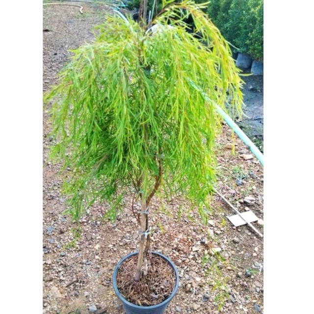 ต้นหลิวออสเตรเลีย หลิวมงคล เสริมโชคลาภ (กระถาง 10นิ้ว/70-90cm) ฟอร์มสวย