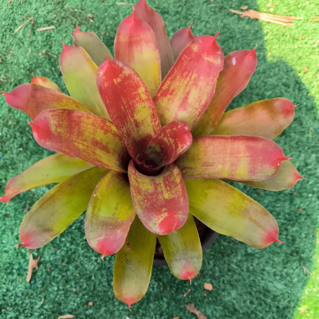 “โชว์ไทม์” (Neoregelia ‘Showtime’)