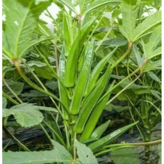 เมล็ดพันธุ์กระเจี๊ยบเขียวสายพันธุ์ญี่ปุ่น 200 เมล็ด 49 บาทซืัอ3เเถม1