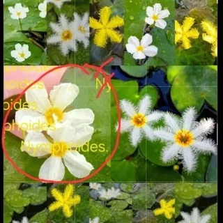 💮Nymphoides.💮บัวบาร์รูปห้วใจ💮น่ารักเลี้ยงง่าย*ดอกออกตลอดปี.💮ออกดอกทุกวัน💮อ่างปลาตุ้ปลา.+++.🥀