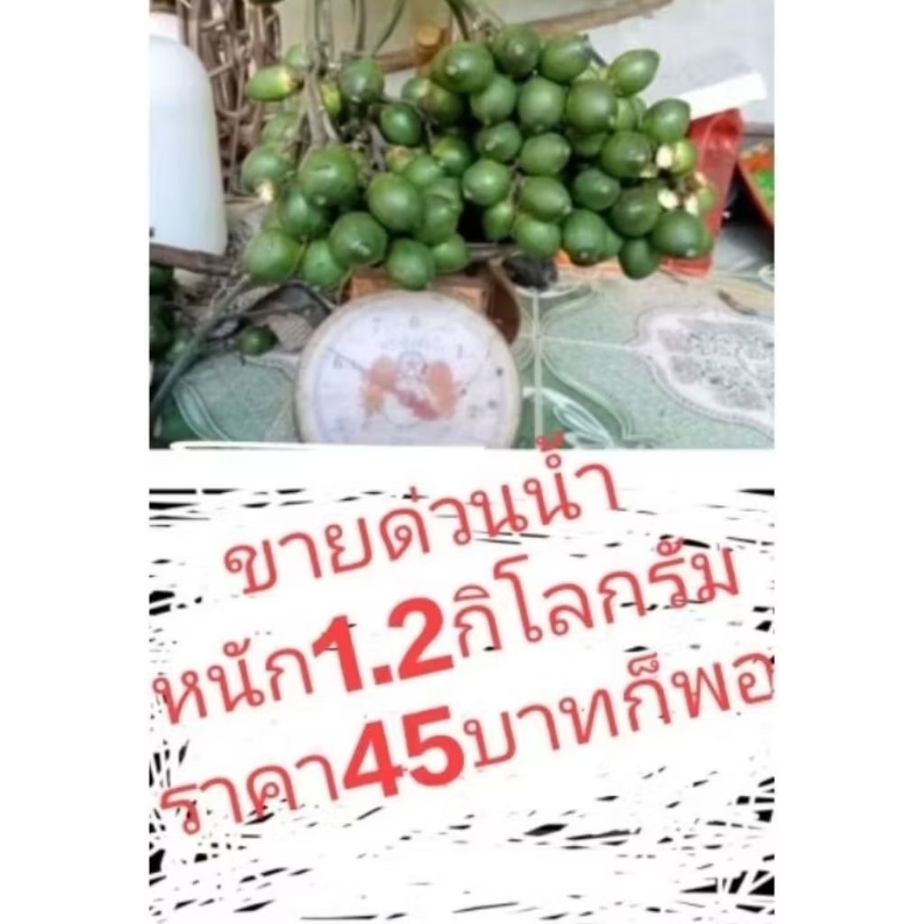 หมากอ่อนเนื้อเต็ม100%ขนาด1กิโล
