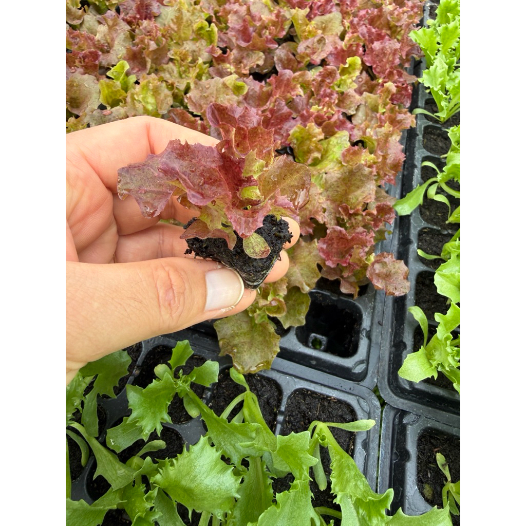 กล้าสลัดเรดโครอล ชุด 12 ต้น - รูปที่ 2