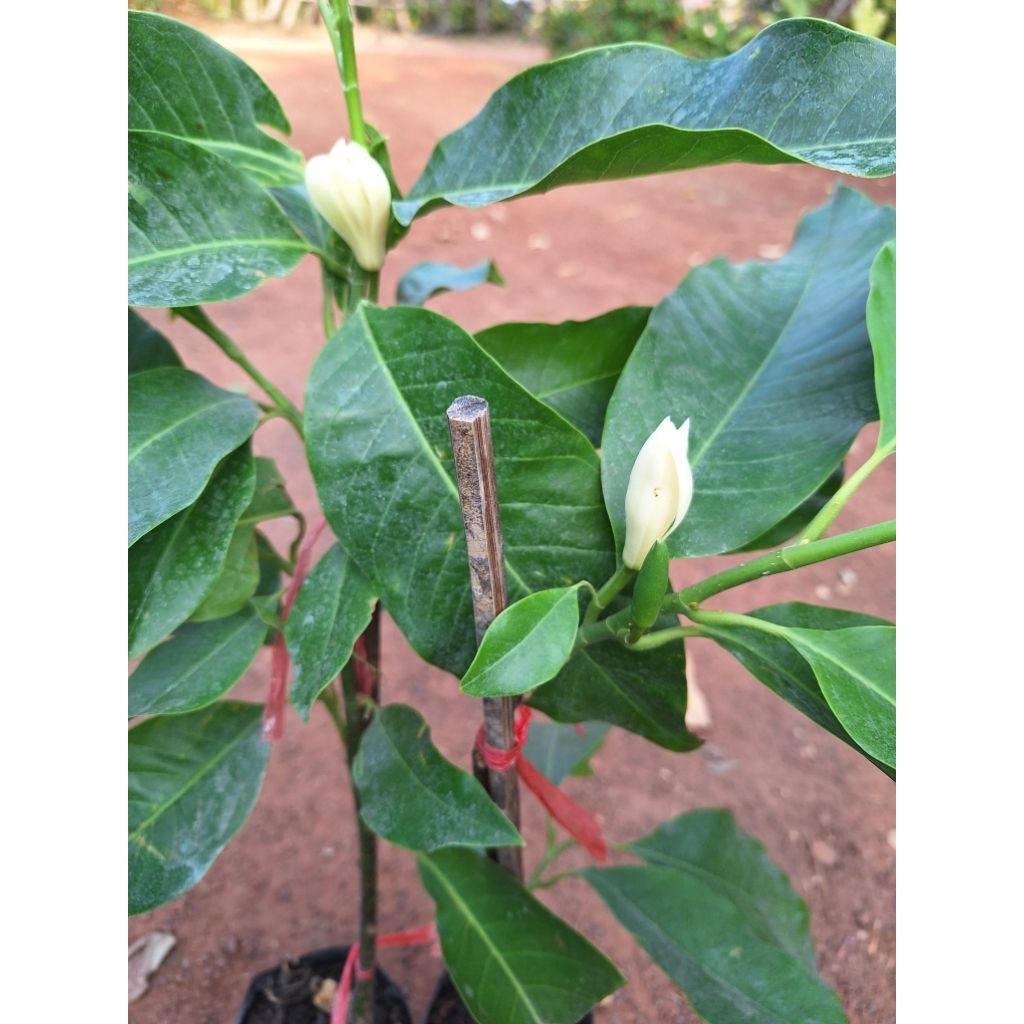 ต้นจำปี/แบบตอนกิ่ง/ขนาด50-60เซนฯ/ดอกมีกลิ่นหอมออกดอกตลอดทั้งปี - รูปที่ 3