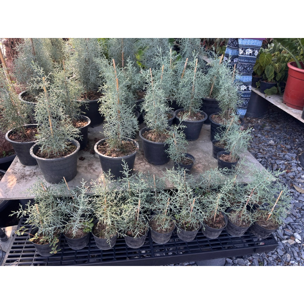 สนบลูไอซ์ (Blue Ice Arizona Cypress) หรือชื่อทางวิทยาศาสตร์คือ Hesperocyparis arizonica 'Blue Ice