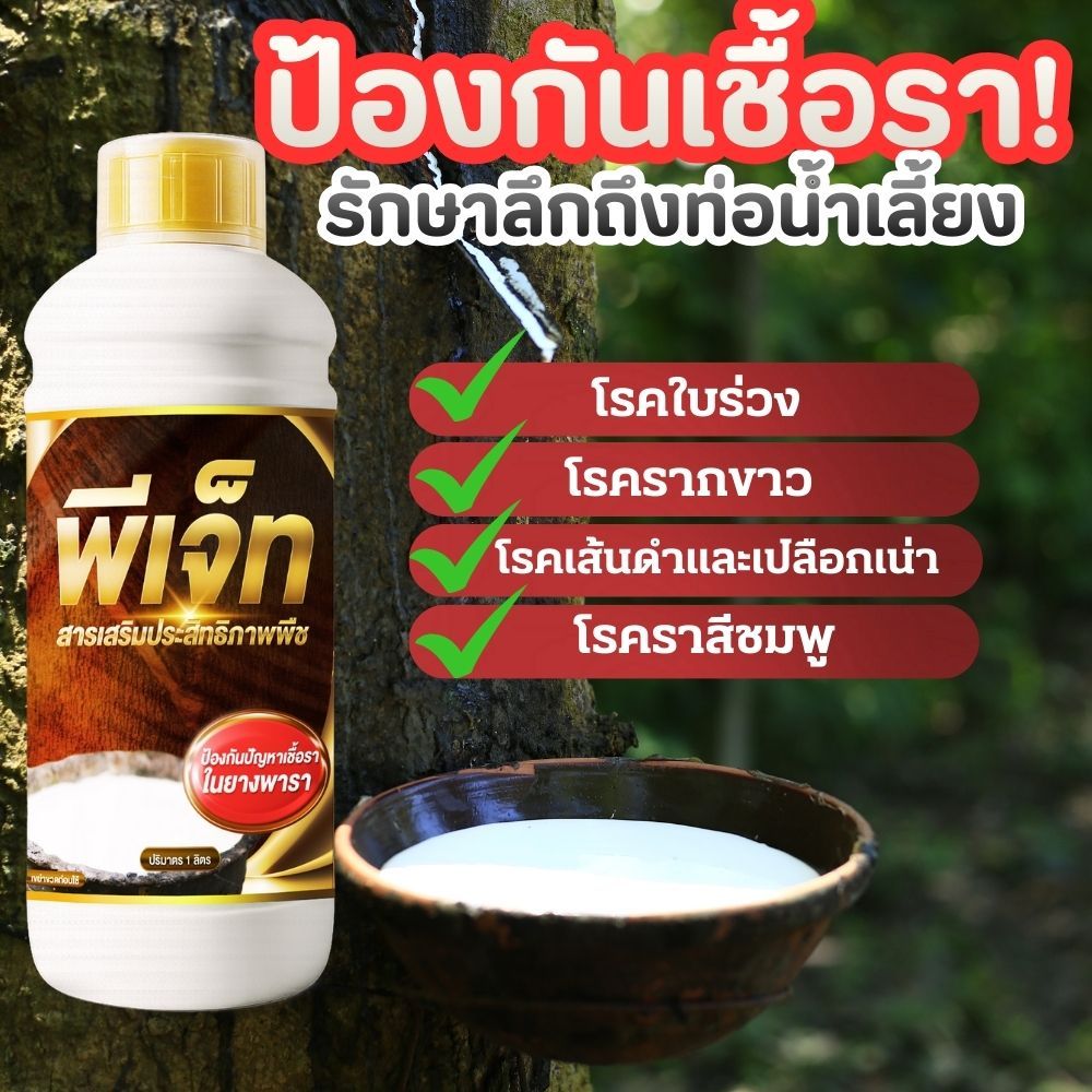 ป้องกันเชื้อราพืช ต้นยางพารา หน้ายางตายนึ่ง ราเส้นดำ ใบร่วง โรครากขาว จบปัญหารักษาด้วยสูตรพีเจ็ท