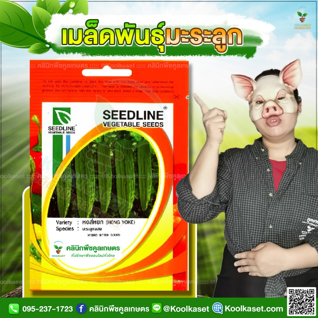 เมล็ดพันธุ์ผัก มะระลูกผสม หงส์หยก ซีดไลน์ โตดี ผลยาวตรง ทรงสวย พูใหญ่ หนักดี 1 ซอง คูลเกษตร KMM01
