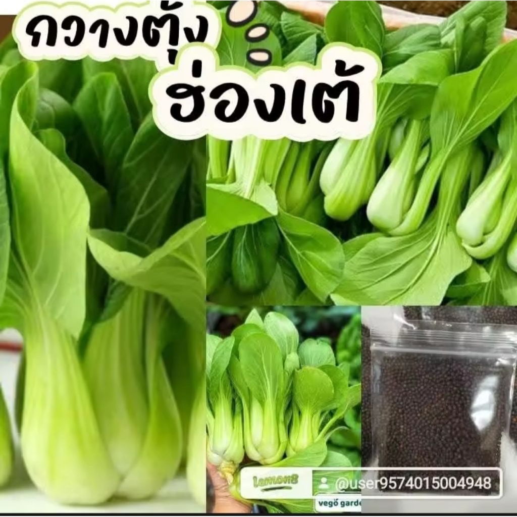 เมล็ดพันธุ์กวางตุ้งฮ่องเต้ บรรจุ 2000เมล็ด 29บาท