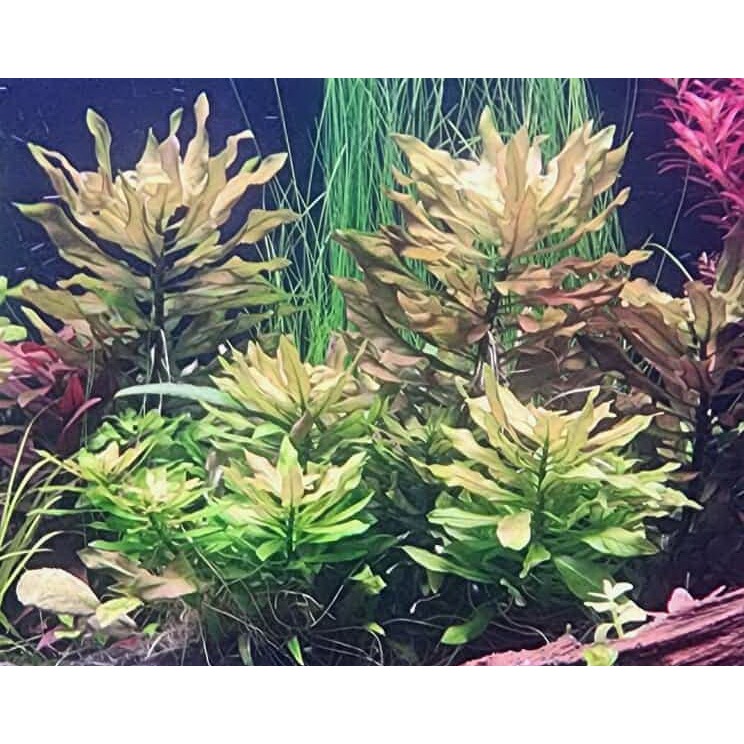 ปิโลซ่า​ ใบแหลม Ludwigia polycarpa