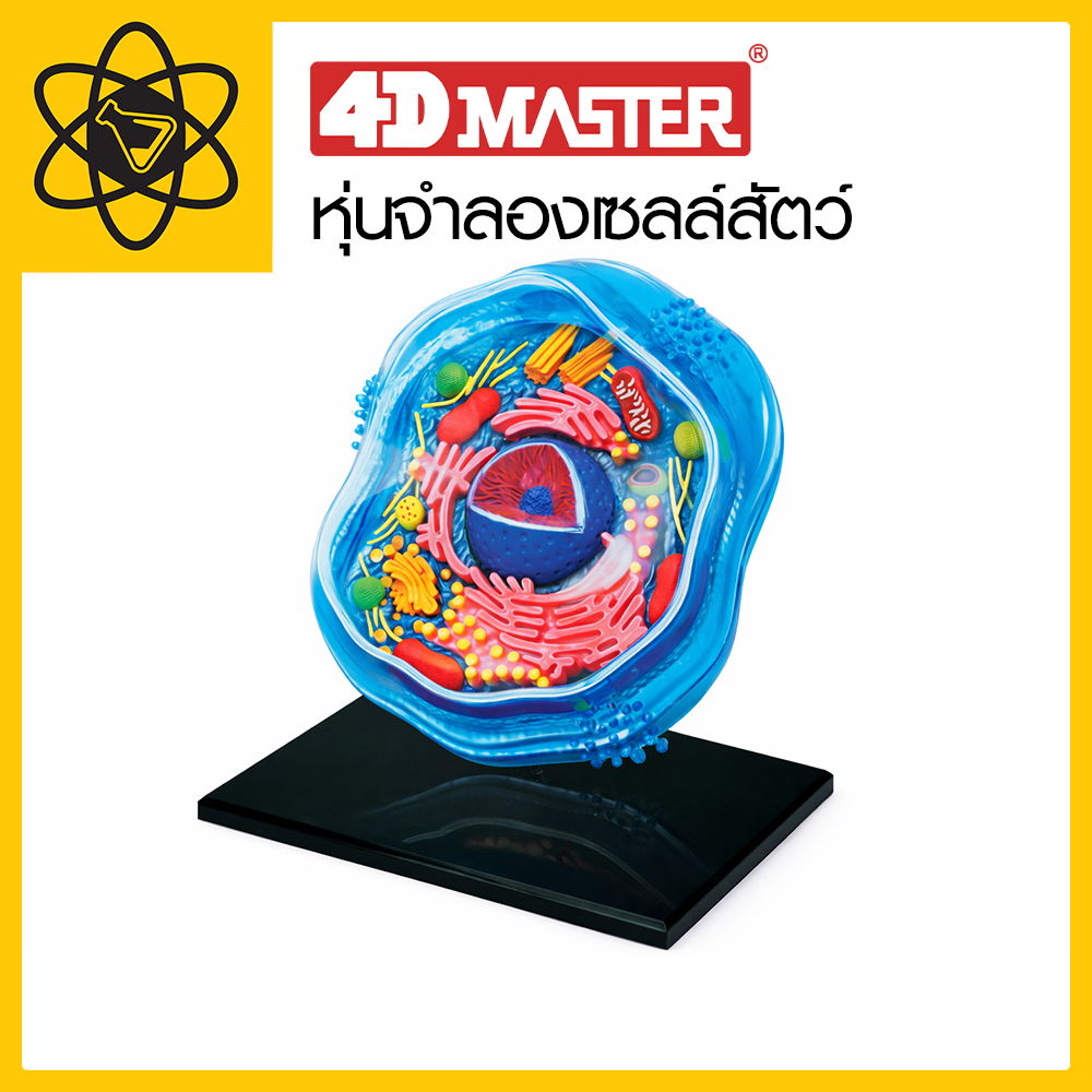 4D Vision หุ่นจำลองเซลล์สัตว์ 4 มิติ