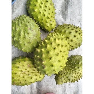 ลูกทุเรียนน้ำ ลูกทุเรียนเทศ ปลอดสารพิษ soursop