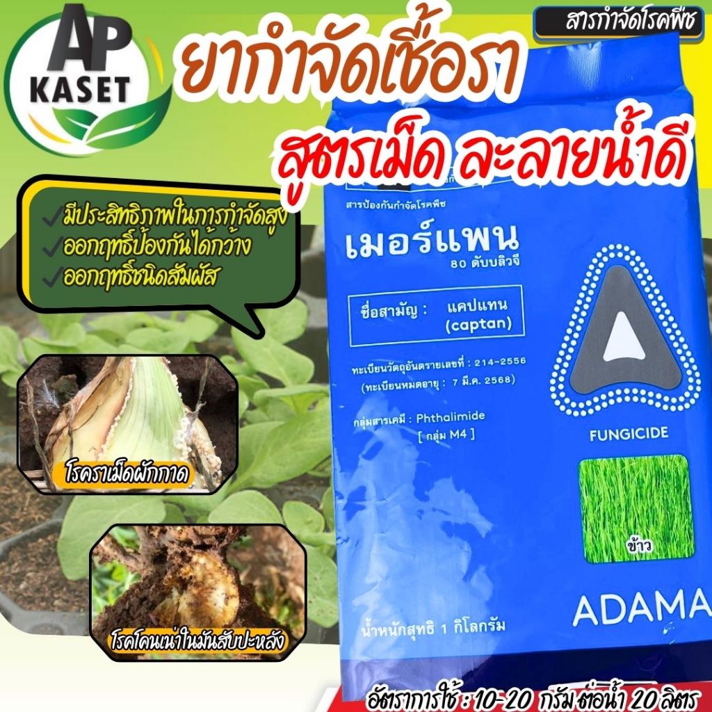 ส่งฟรี โปร 1 แถม 2 สารแคปแทน เมอร์แพน ยาป้องกัน กำจัด เชื้อรา ชนิดเม็ด แบบสัมผัส ราแป้ง แอนเทรคโนส ราสนิม ขนาด1กิโลกรัม