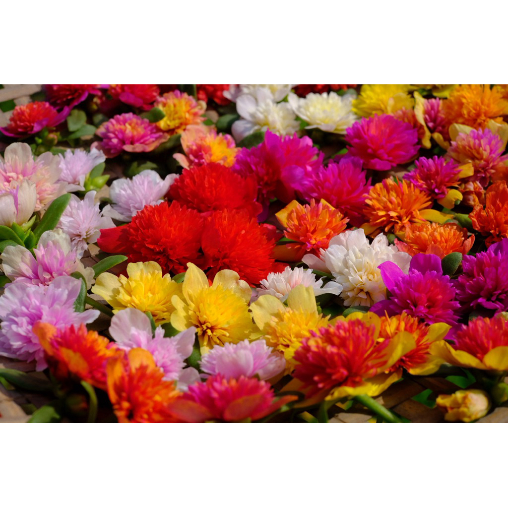 คุณนายแหวนเพชร25สีเลือกสีได้ตัดสีละ10กิ่ง