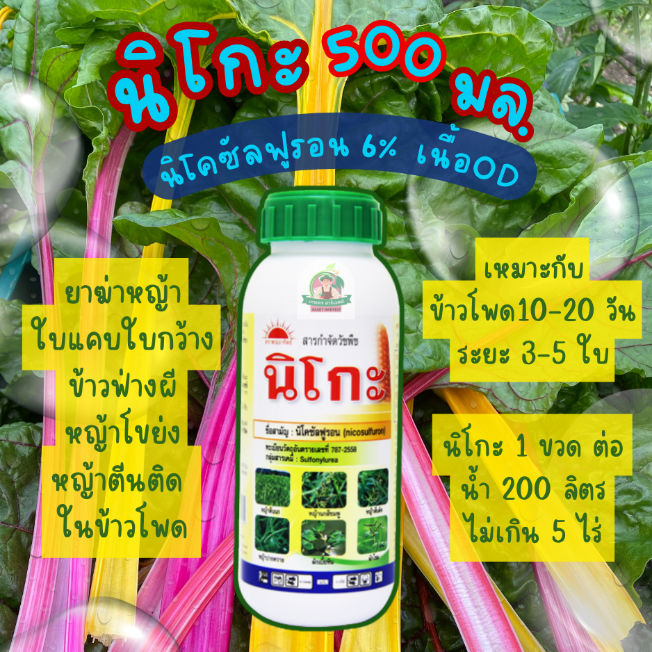 นิโกะ 500 มล. นิโคซัลฟูรอน พระอาทิตย์ ทีเจซี ยาฆ่าหญ้า ใบแคบ ใบกว้าง ในไร่ข้าวโพด
