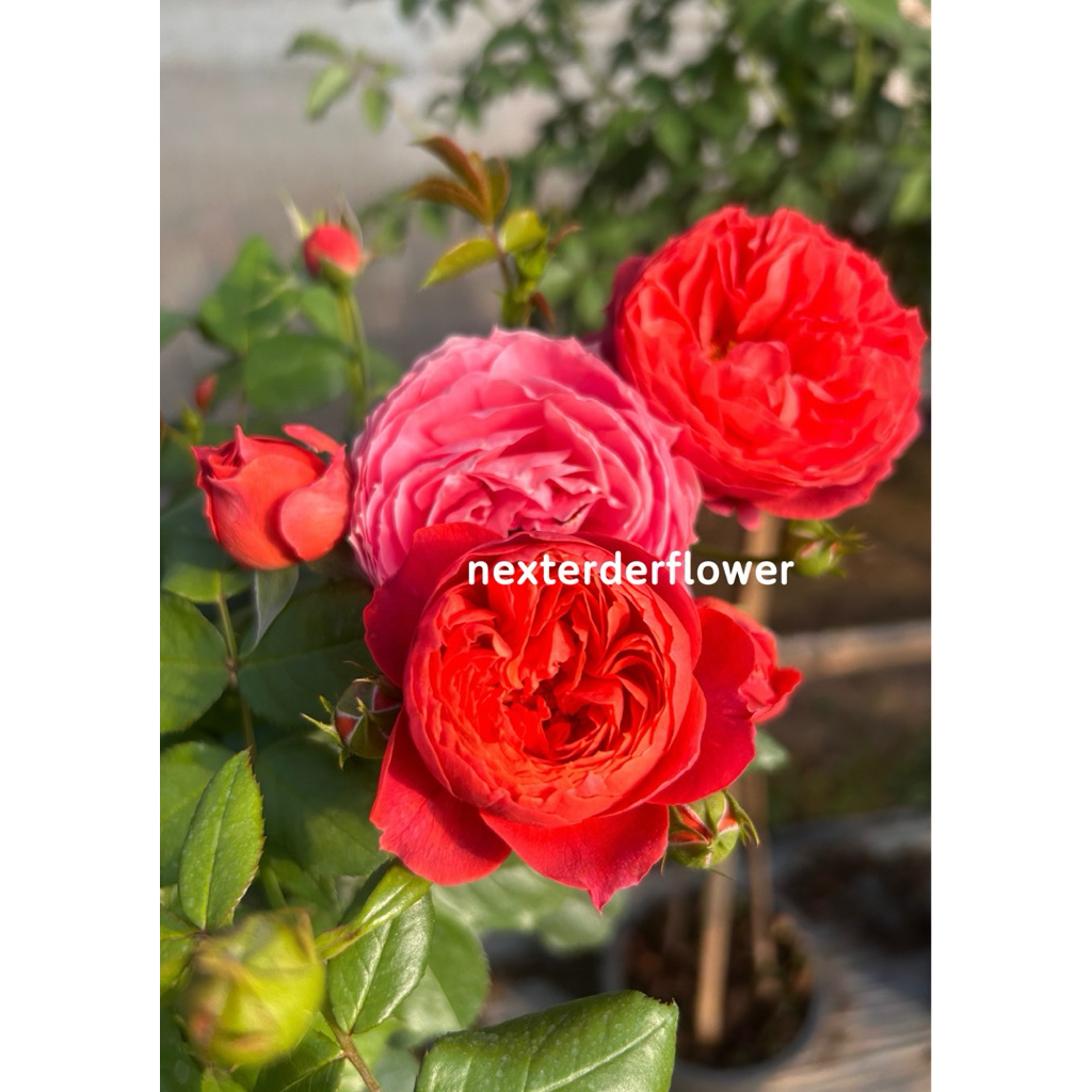 กุหลาบทรีโรส ชินนาบา โบว์(Cinnabar Bowl) กุหลาบพุ่ม จากประเทศจีน ดอกลมๆๆออกดอกเป็นพวง ดอกสีเข้มอมส้ม กลีบซ้อนแน่นทรงถ้วย - รูปที่ 2