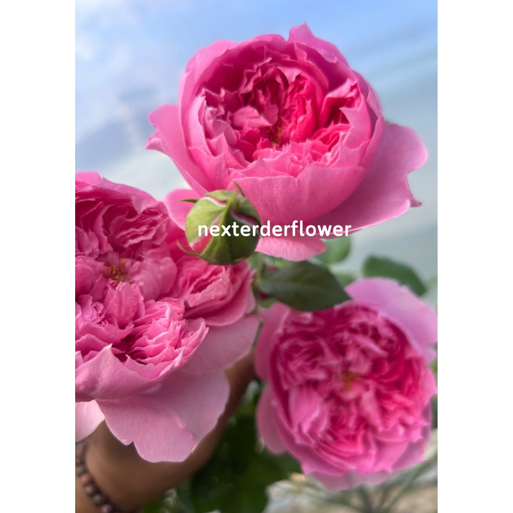 กุหลาบทรีโรส พรีม่าวิสต้า  สีชมพูหวาน ทรงถ้วยชัดๆ กลีบแหลมๆ กลิ่นหอมโซ๊ะ โฉยตามลมหอมเข้มข้น  ให้ดอกเป็นช่อ ดอกดกมาก