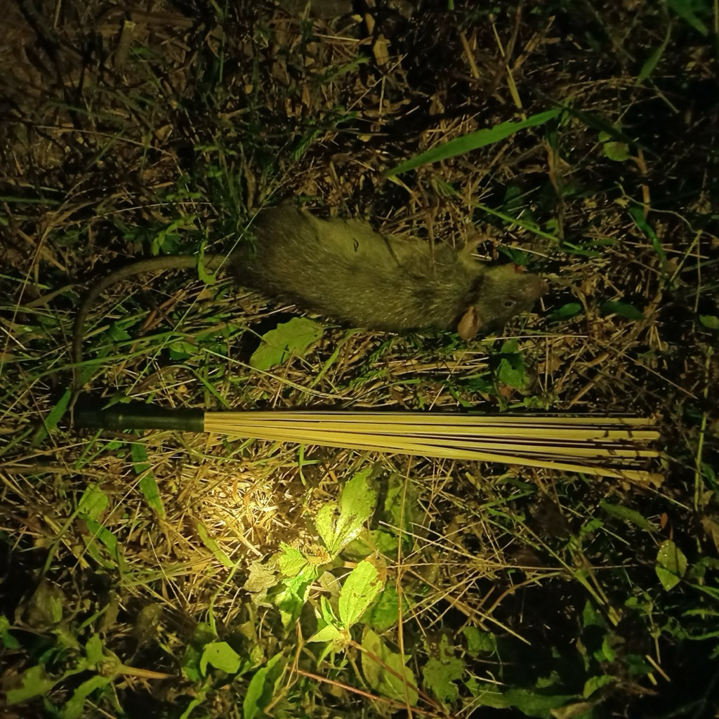 ตอกสั่นหนู ตอกโทน ตอกเรียกหนู ตอกเนื้อผิวข้าง 43 cm.