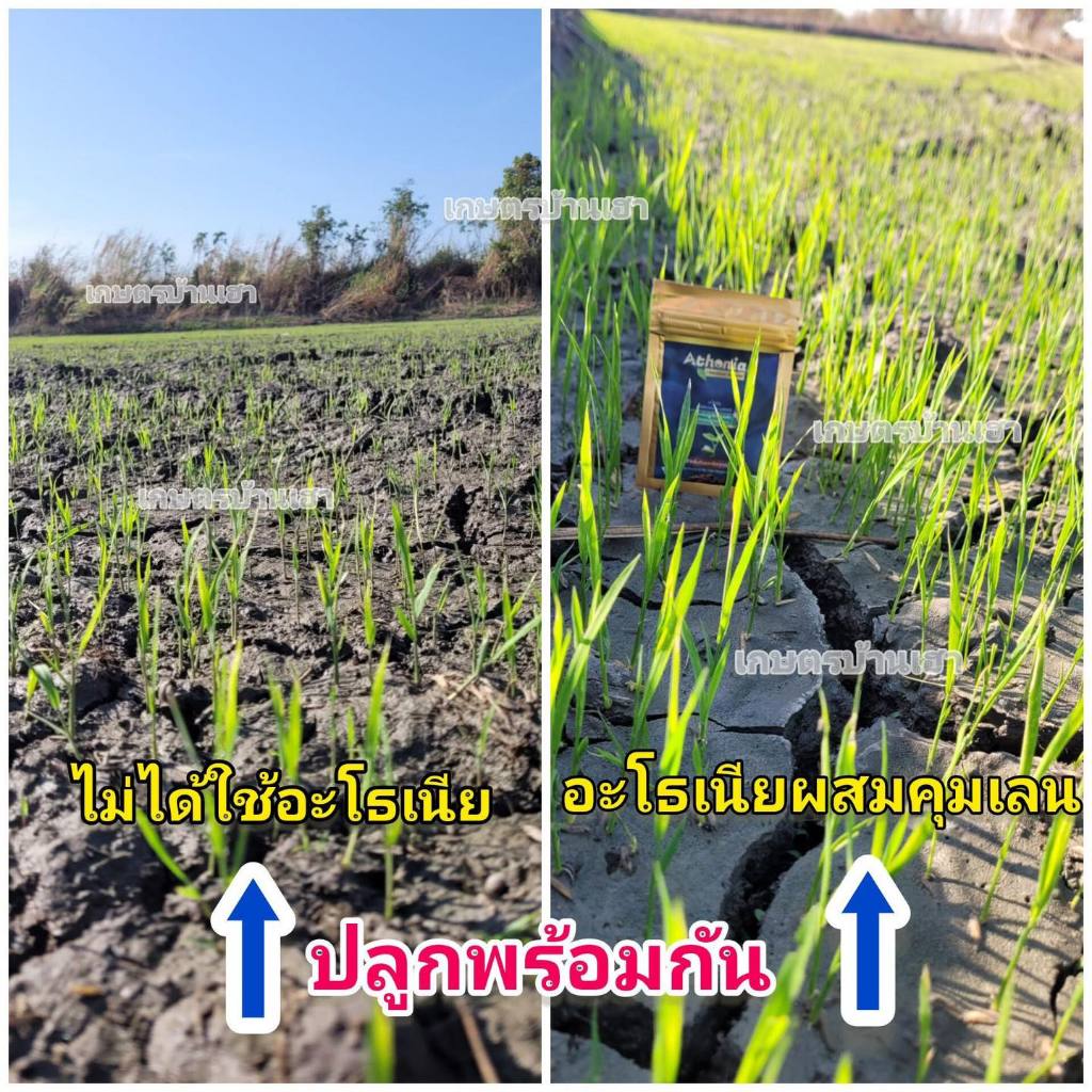 อะโธเนีย อาหารเสริมพืชทางใบ เร่งราก เร่งโต เร่งดอก เพิ่มน้ำตาล เพิ่มผลผลิต ราคา ถูกที่สุด ดีลบีเคเค แกลเลอรีภาพที่ 6