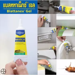 ลดๆ🎯 เบเยอร์ เจล กำจัดแมลงสาบ Bayer Blattanex 12 กรัม เบเยอร์ แมลงสาบ เจลแมลงสาบ