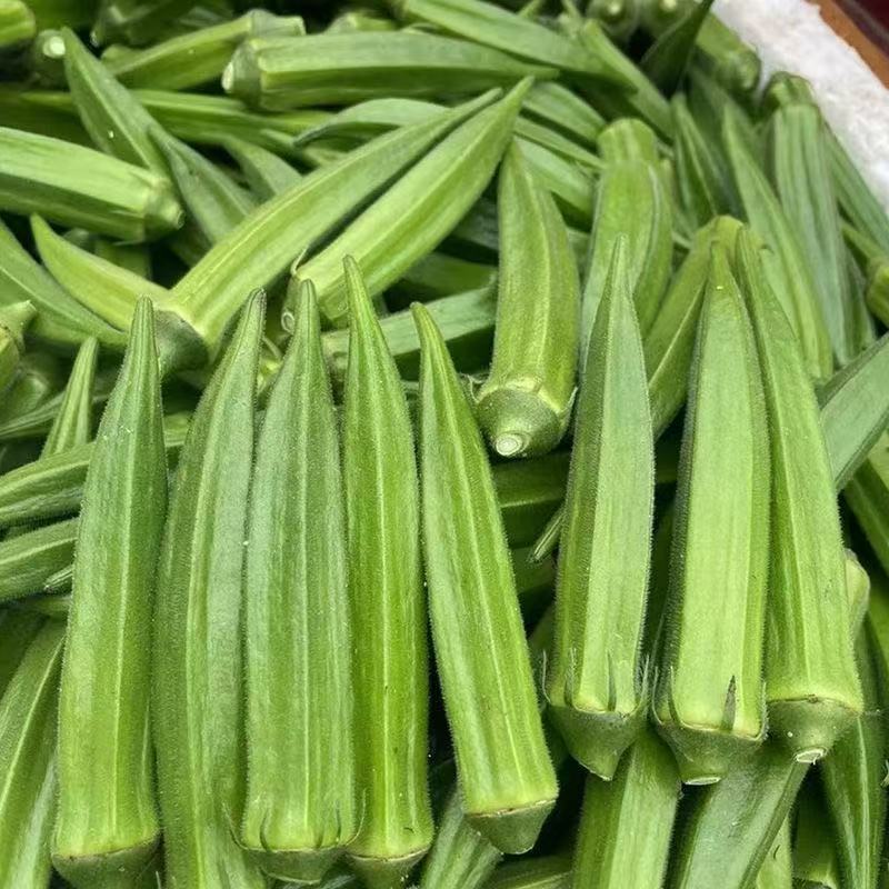 20 เมล็ด เมล็ดพันธุ์กระเจี๊ยบ Green Okra Seeds for Sale F1 Smooth Green Variety Okra Seeds Organic L
