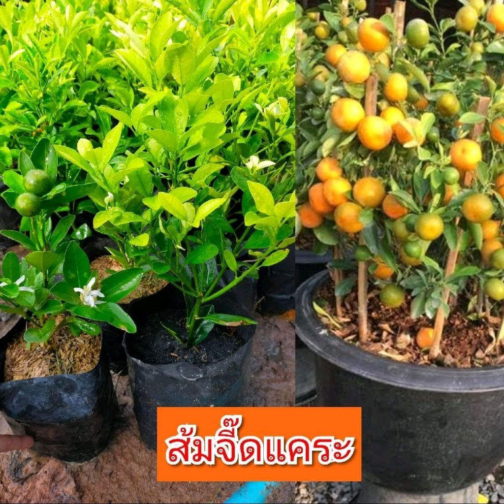 ต้นส้มจี๊ดแคระ กิ่งชำ ต้นส้มมงคล ขนาด 30-40ซม. เป็นพุ่มขนาดเล็กผลค่อนข้างกลมขนาดเล็ก เนื้อส้มรสหวาน แต่อมเปรี้ยว