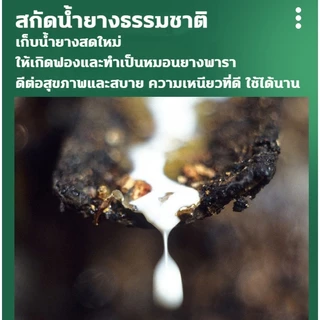 HT หมอน หมอนยางพาราธรรมชาติ 100% ลดกรน กันไรฝุ่น ไม่ปวดคอ หมอนเพื่อสุขภาพ รูปทรงโค้งมน ช่วยให้หลับสบาย