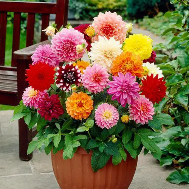 100เมล็ด Dahlia Flower Seeds เมล็ดพันธุ์ ดอกรักเร่คละสี การันตีอัตรางอก เมล็ดพันธุ์ดอกไม้ ไม้ประดับ พันธุ์ดอกไม้ บอนสี
