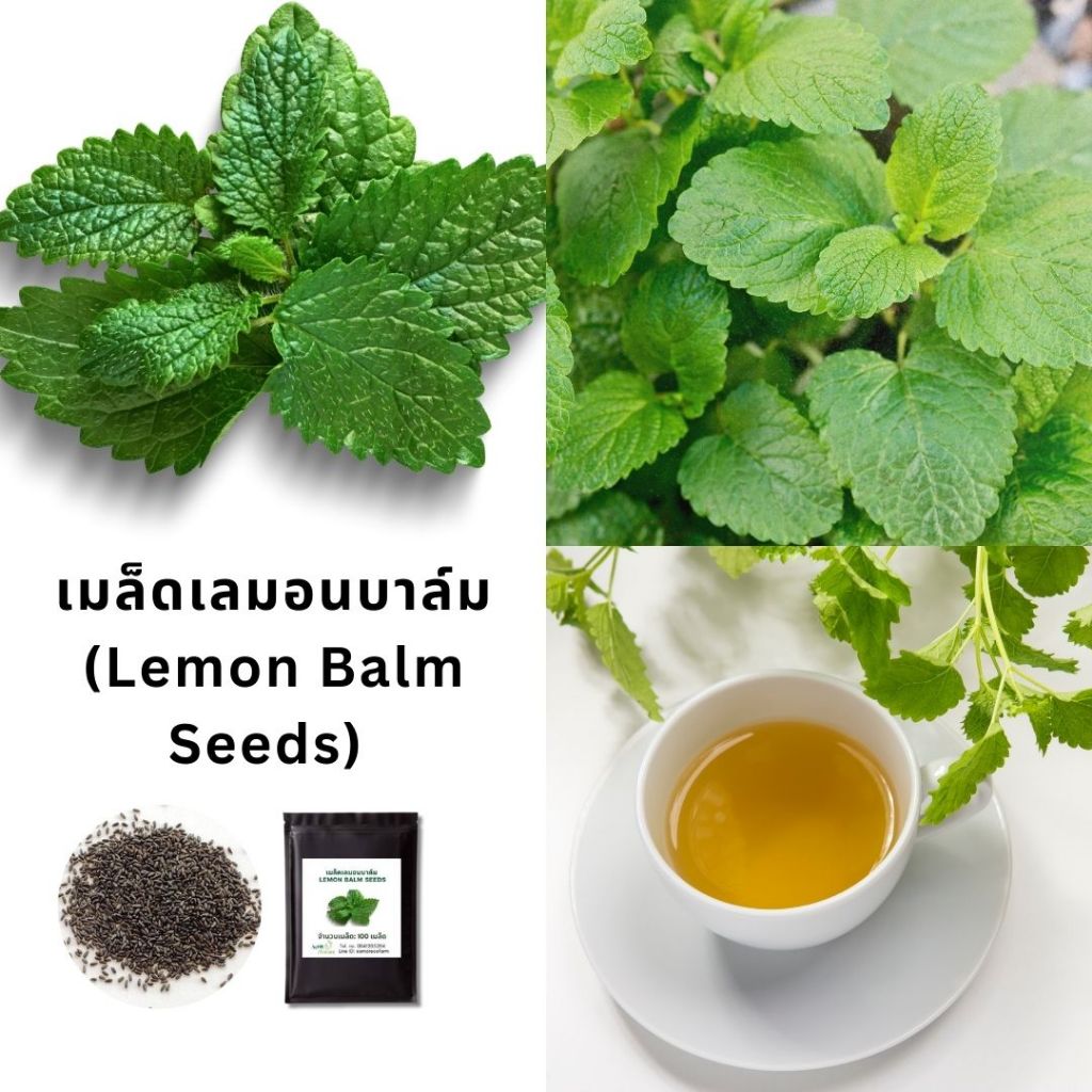 เมล็ดเลมอนบาล์ม (Lemon Balm Seeds) | สมุนไพรกลิ่นเลมอน หอมสดชื่น ปลูกง่าย | เมล็ดสมุนไพรสวนครัว