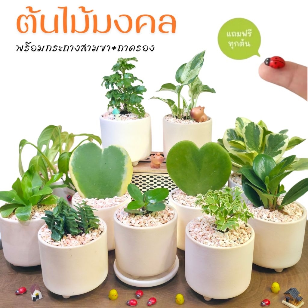 ต้นไม้มงคล + กระถางสามขาสูง พร้อมถาดรอง ราคาถูก