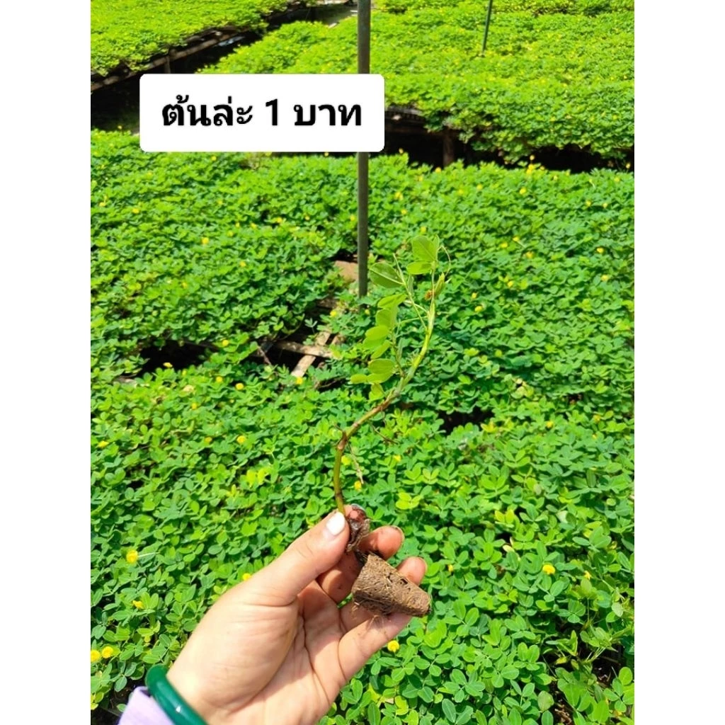 ต้นกล้า ถั่วบราซิล มีราก แข็งแรง อัตรารอด 100% พร้อมปลูก