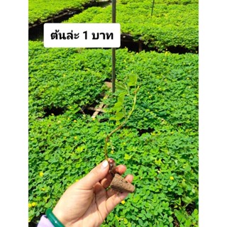 ต้นกล้า ถั่วบราซิล มีราก แข็งแรง อัตรารอด 100% พร้อมปลูก
