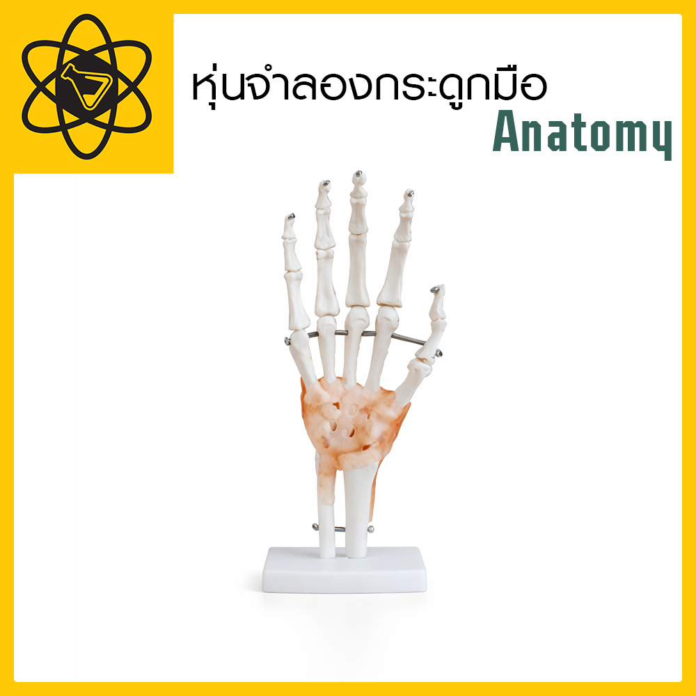 หุ่นจำลองกระดูกมือ Anatomy หุ่นฝึกทักษะทางการแพทย์