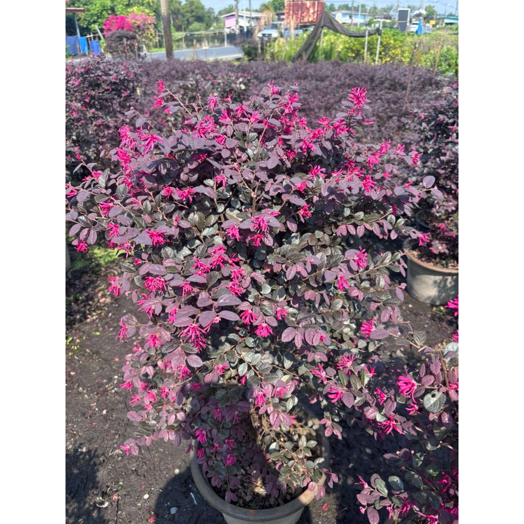 ต้นมั่งมีศรีสุข หรือต้นหงส์ฟู่ ฟอร์มพุ่มกลมใหญ่ กระถาง15 นิ้ว(ถอดกระถางส่ง) - รูปที่ 6