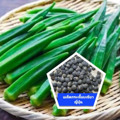 Okra seeds, organic vegetable seeds, used for planting vegetable seeds, various seeds, kitchen veget