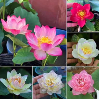 GEMI เมล็ดบัวคละสี บัวแคระ คละสี ปลูกง่าย ออกดอกเร็ว ไม้ยืนต้นพืชน้ำ