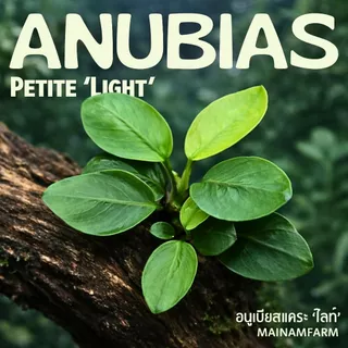 อนูเบียสแคระ 'ไลท์' (พริตตี้) ใบสีเขียวอ่อน - ANUBIAS NANA PETITE 'LIGHT' ต้นไม้น้ำ