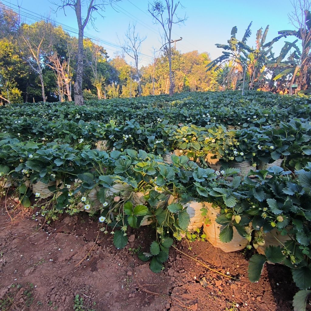 ต้นแม่ต้นสตรอเบอร์รี่พันธุ์ 80/ต้นสวยแข็งแรง - รูปที่ 2