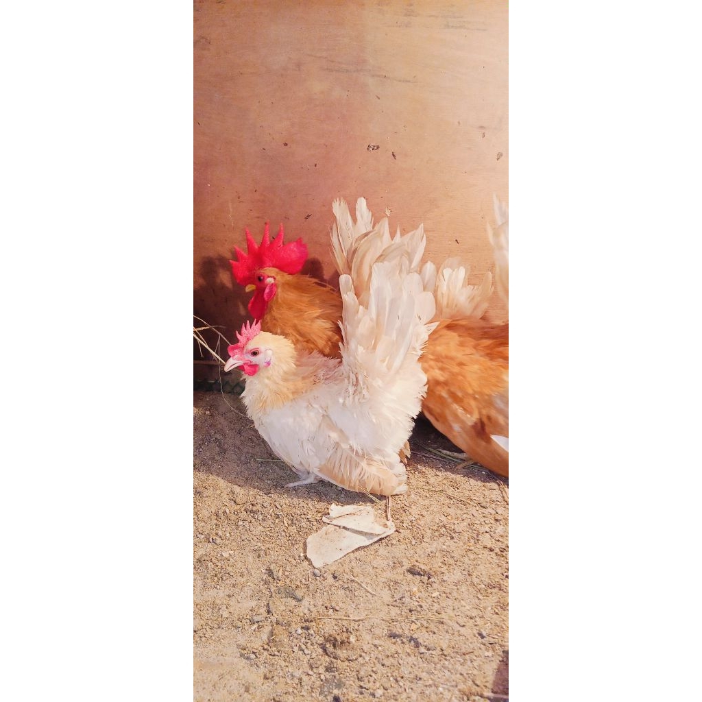 ไข่ไก่แจ้ลุ้นเชื้อสีกระแดงขาสั้น1ชุด5ฟอง - รูปที่ 4