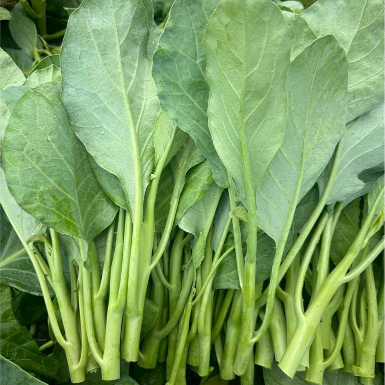 เมล็ดพันธุ์ คะน้าเพชรล้านนา (ถุงใหญ่)