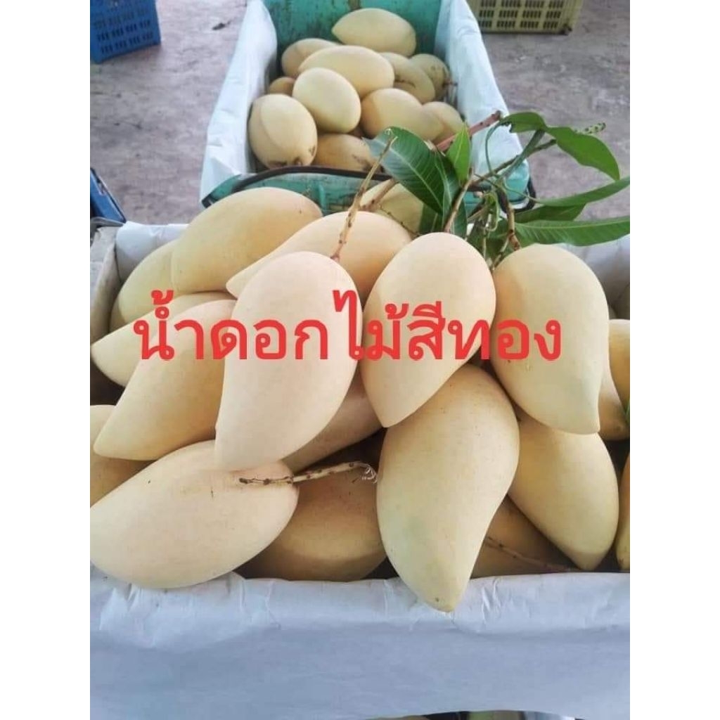 พันธุ์มะม่วงน้ำดอกไม้สีทองแท้ ชุดละ2ต้น สูง 80ซม. เป็นกิ่งทาบ