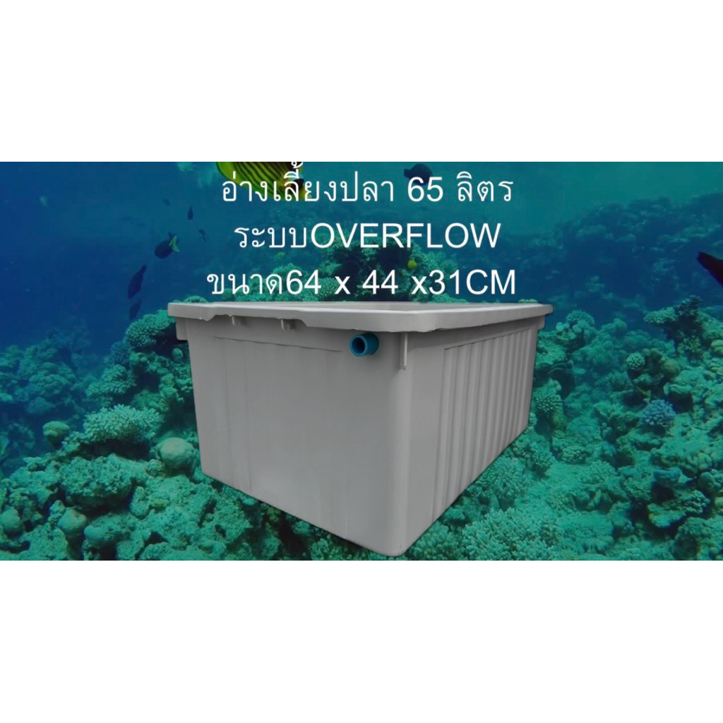 อ่างเลี้ยงปลา 65 ลิตร ระบบoverflow อ่างขาวท่อฟ้า น้ำจะล้นเมื่ออยู่ในระดับท่อ อ่างเลี้ยงปลาเมกาดะ อ่า