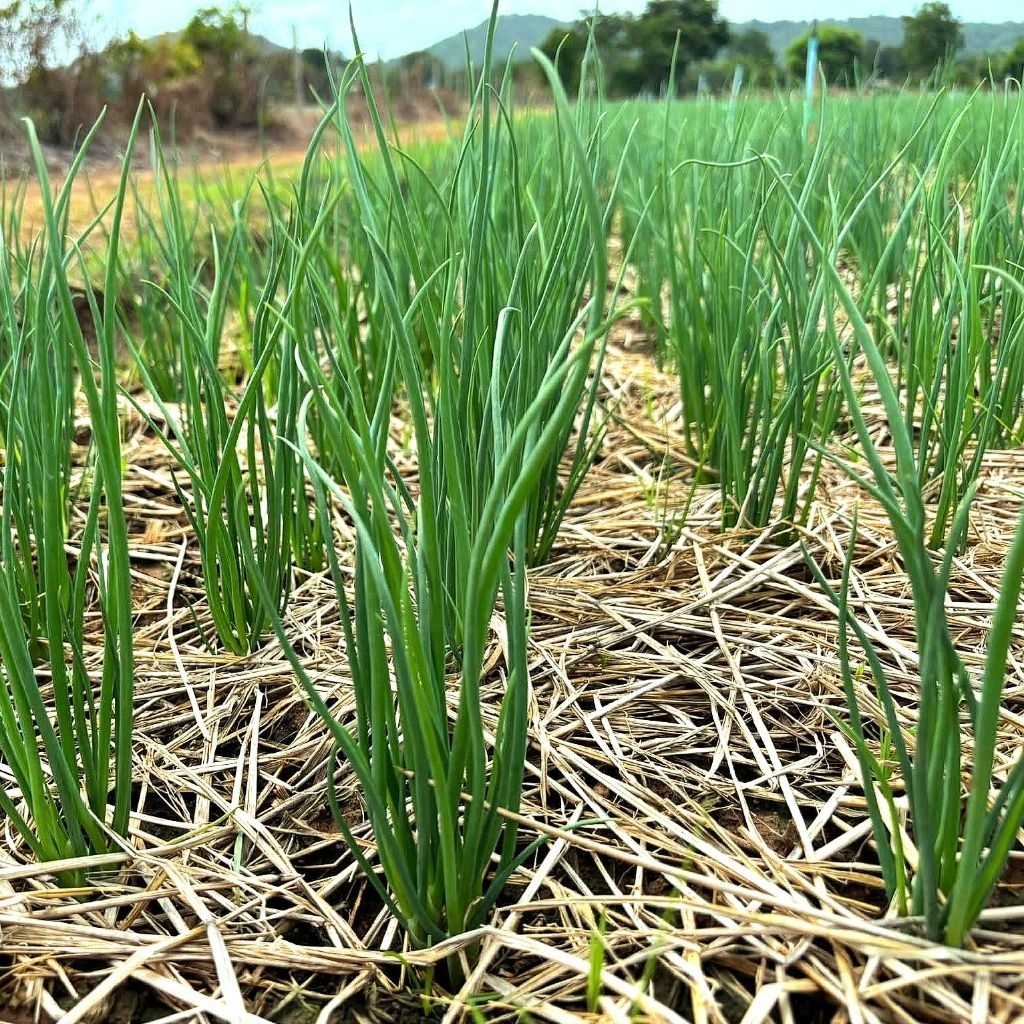 บีโกรว์ ฮอร์โมนพืช เร่งโต ใบเขียว ป้องกันโรคและแมลง ของแท้ ส่งฟรี [2 แถม 3] - รูปที่ 5