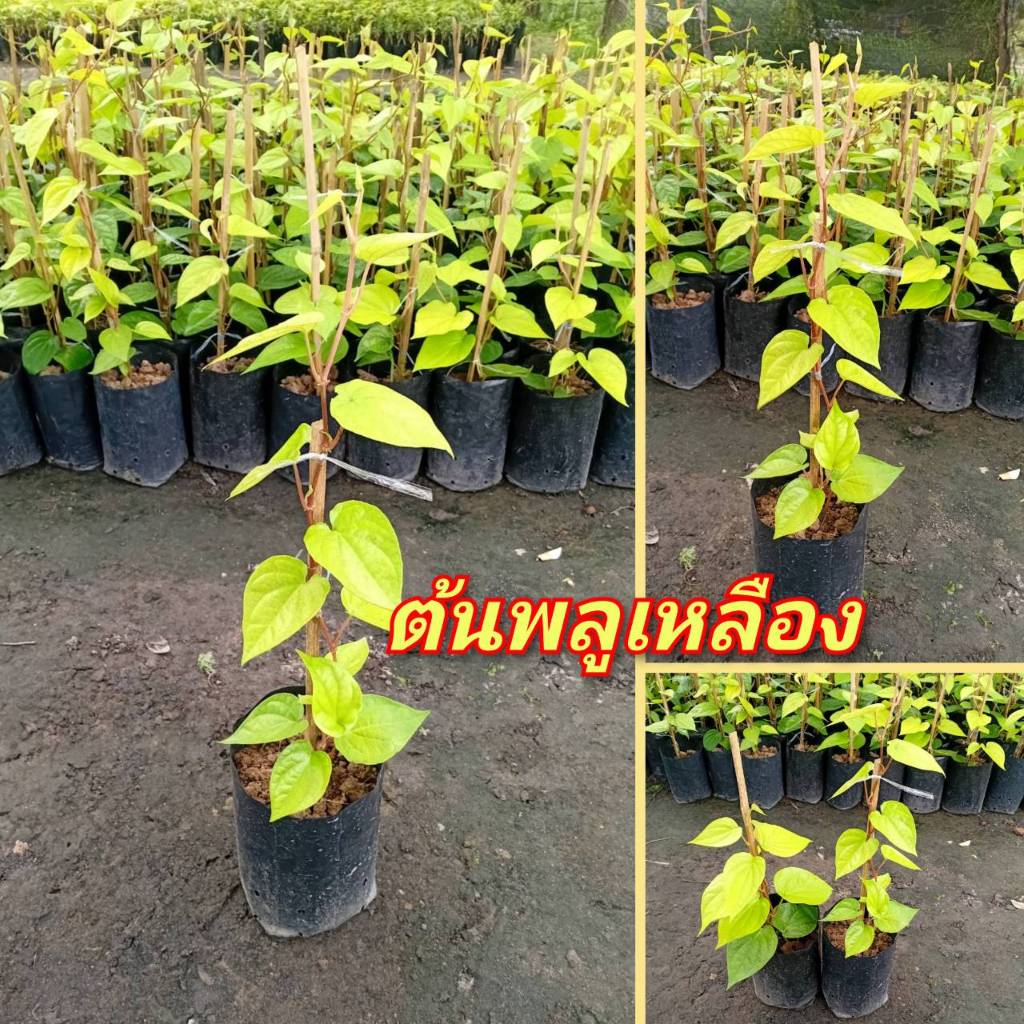 ต้นพลูเหลือง พลูทอง แข็งแรงพร้อมปลูก