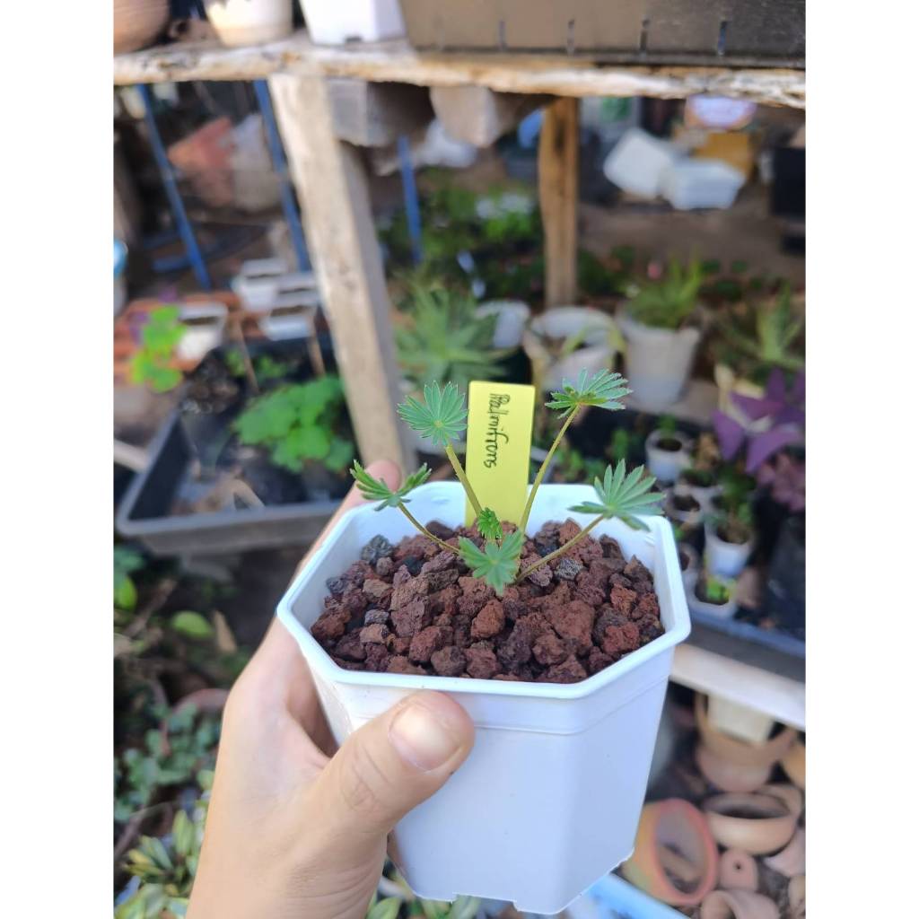 Oxalis Palmifrons ในกระถาง 4 นิ้ว