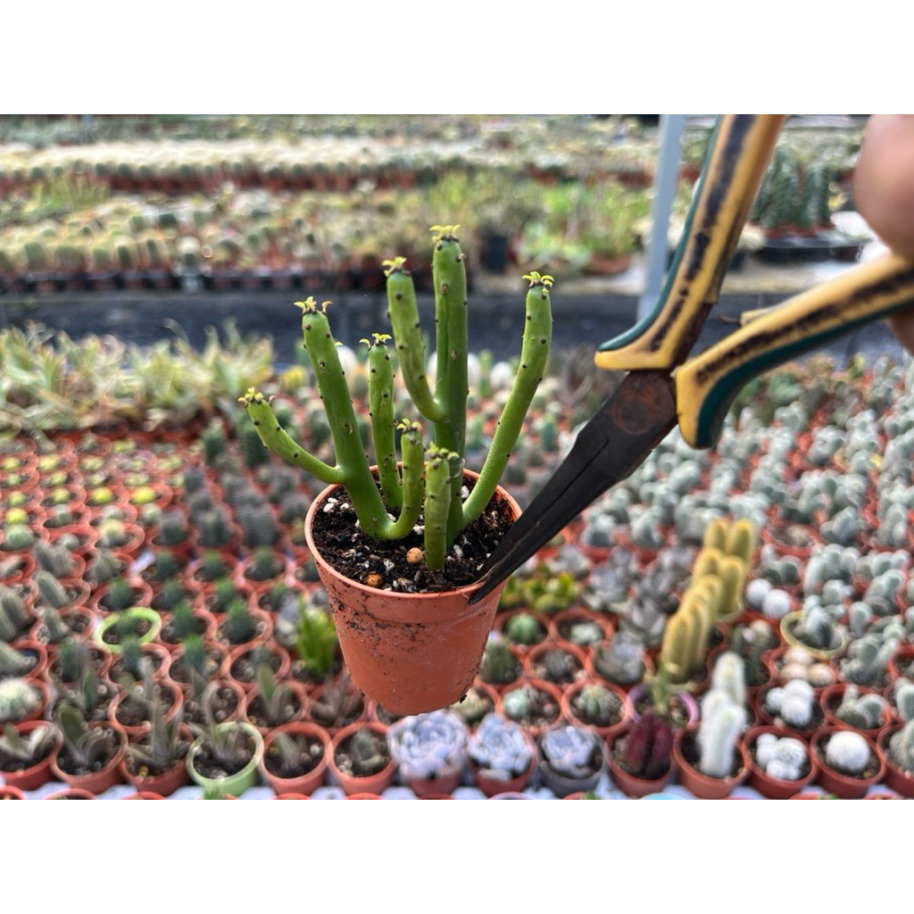 Euphorbia  Leucodendron Cat tails
