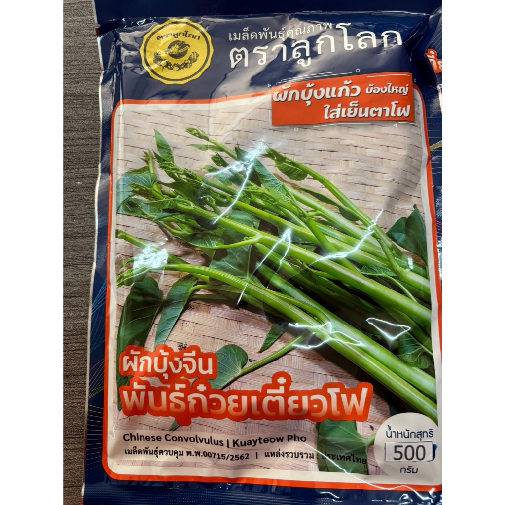 ผักบุ้งเย็นตาโฟ ผักบุ้งแก้ว 500 กรัม.ของใหม่ชัวร์ สิ้นอายุทำพันธุ์  10 / 70