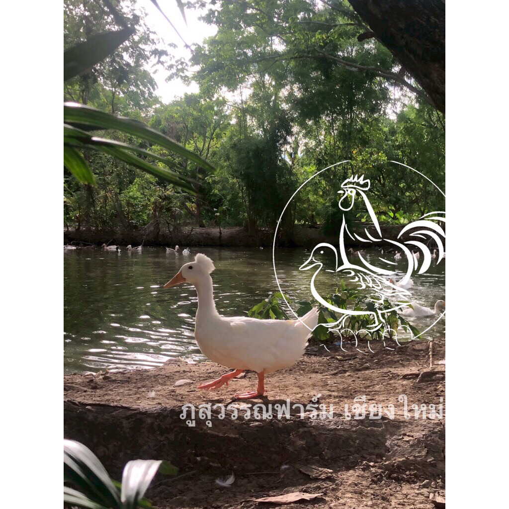 ชุดขายดี ไข่เชื้อเป็ดมัลลาร์ดผสมเป็ดหัวจุก เป็นเป็ดไข่กึ่งสวยงาม 12 ฟอง