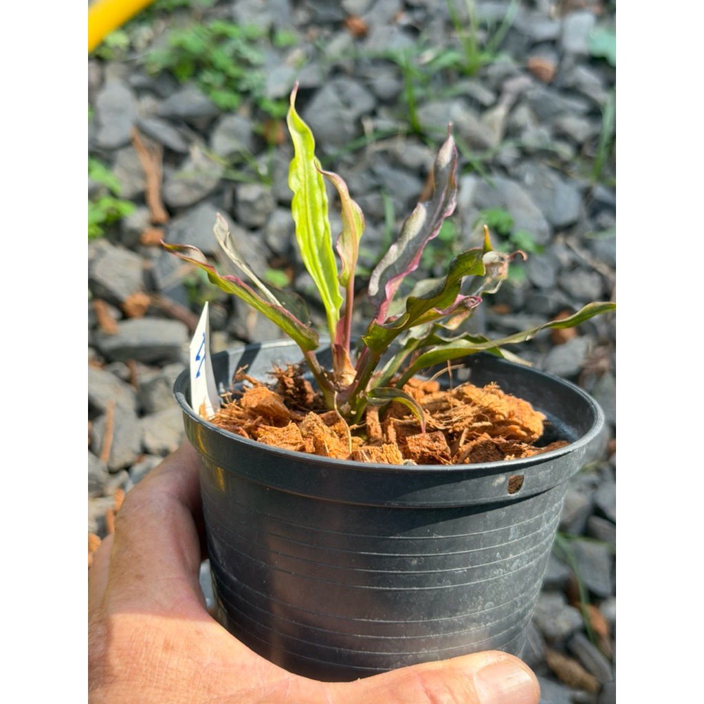 โชคเก้าชั้นด่างดำชมพูม่วง(ไม้หน่อ)Anthuruimhybrid - รูปที่ 7