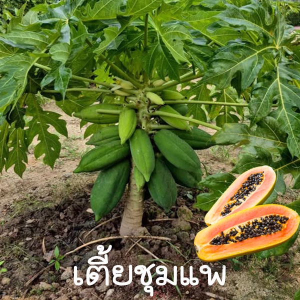 มะละกอเตี้ยชุมแพ📌ถูกที่สุด 10 บ.📌เมล็ดพันธุ์มะละกอเตี้ยชุมแพ 5 เมล็ด☘️ปลูกง่าย👉เตี้ยที่สุด☘️ลูกดก