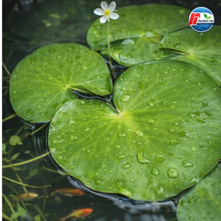 บัวบาพรีเมียม: ดอกบัวจิ๋วคัดพิเศษ ขนาดใหญ่เท่าฝ่ามือ!